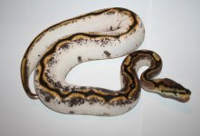 Kingsnake update 1.jpg