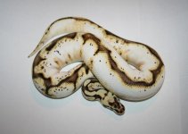 Kingsnake pic.jpg