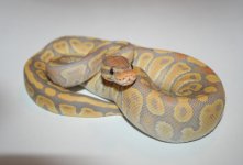 Kingsnake Caramel Glow.jpg