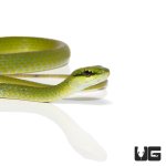 ug_african_emerald_tree_snake_1.jpg