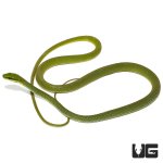 ug_african_emerald_tree_snake_3.jpg