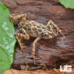 ug_Red_Leg_Running_Frog_(Bubbling_Kassina)_3.jpg