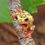 ug_Reticulated_Triangle_Tree_Frog_1.jpg