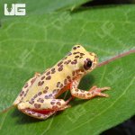 ug_Reticulated_Triangle_Tree_Frog_3.jpg