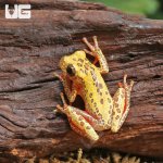 ug_Reticulated_Triangle_Tree_Frog_6.jpg