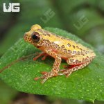 ug_Reticulated_Triangle_Tree_Frog_5.jpg