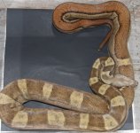IMG_4723.jpeg