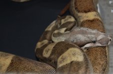 IMG_4722.jpeg