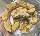 IMG_4727.jpeg