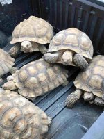 Sulcata Creep II.jpg