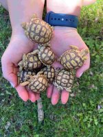 baby tortoises III.jpg