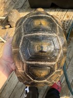 aldabra 9.5.jpg