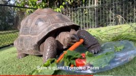 27 inch female aldabra pebbles.jpg
