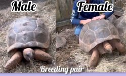 5M~9F breeders.jpg