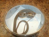 Western Coachwhip male Pecos Co., TX Pic 2.JPG