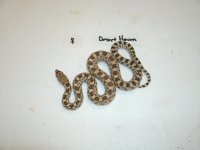 Sonoran Gopher Hueco Mts. female Pic 2.JPG