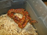 Hypo Miami Corn female juvi Pic 1.JPG