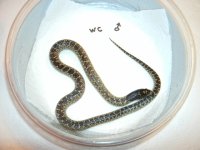 Desert King Hueco Tanks founder.JPG