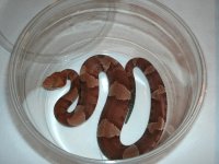 BB Copper #16111207 male subadult Callahan Co., TX Pic 2 resize.jpg