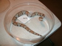 BB Copper CBB male Tarrant 16091002 2 ft Pic 1.JPG