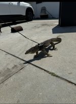 IMG_1009.jpeg