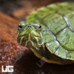 UG_Baby Red_Ear_Slider_Turtle_4.jpg