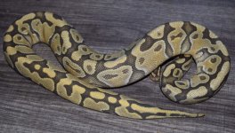 hypo female.JPG