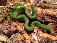 2015 Hatchling, 1.jpg