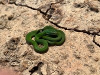 2022 Hatchling, Female-2.jpg