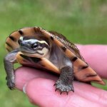 55dbec51-a657-45c3-99ad-896f945f97a1.jpeg