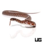 ug_baby_tessera_cornsnake_1.jpg