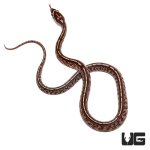 ug_baby_tessera_cornsnake_2.jpg
