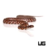 ug_baby_tessera_cornsnake_3.jpg