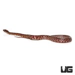 ug_baby_tessera_cornsnake_4.jpg