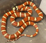 1-female AMK AG SP 50g.jpeg
