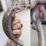 20240531014804.570-skink-1420x1420h.jpeg