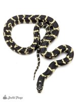 Coastal_Banded_California_Kingsnake_Lampropeltis_getula_californiae_2-9c9e20b1.jpg