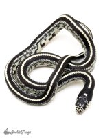 Coastal_Striped_California_Kingsnake_Lampropeltis_getula_californiae_2_-14431c68.jpg
