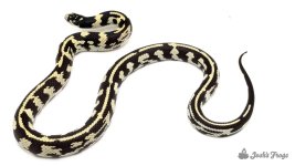 Coastal_Aberrant_California_Kingsnake_Lampropeltis_getula_californiae-5a92097e.jpg