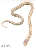Albino_Aberrant_California_Kingsnake_Lampropeltis_getula_californiae_1-572d9f26.jpg