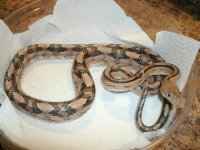 Trans Pecos Rat male East of Sanderson Canyon Pic 2.JPG