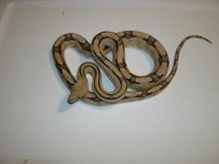 Suboc 1 female Hueco Pic 6.JPG