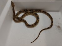 Trans Pecos Rat male Uvas Pic 2.jpg