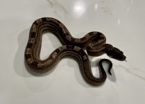 IMG_7233.jpeg