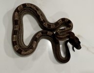 IMG_7234.jpeg