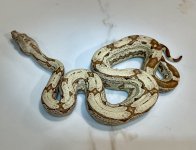 IMG_7208.jpeg