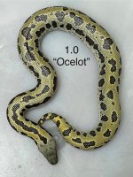 RSSB Ocelot 24 Male Example.jpeg