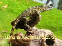 Yearling Banana Resize .jpg