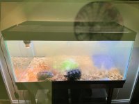 tortoise1.jpg