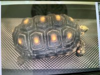 tortoise4.jpg